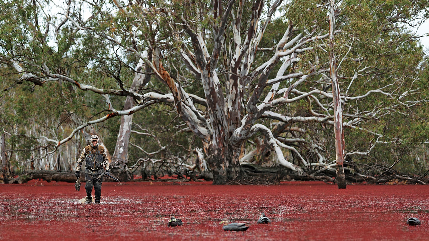 duck hunter walks towards foreground decoys through ankle-deep water covered in red vegetation, sprawling trees behind