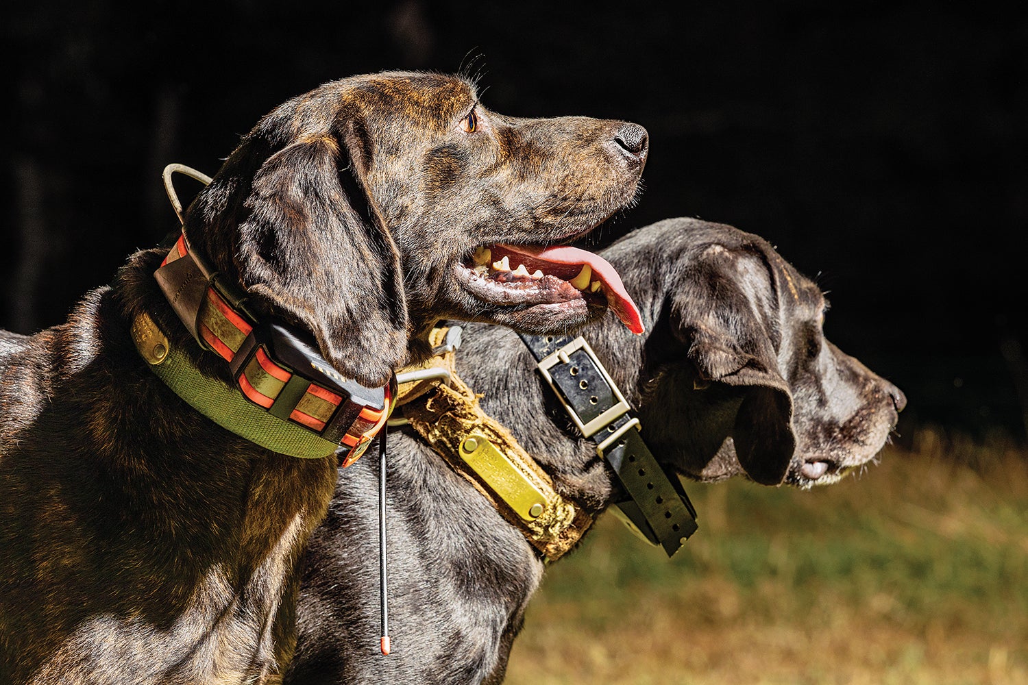 two dogs wearing tracking collars in profile