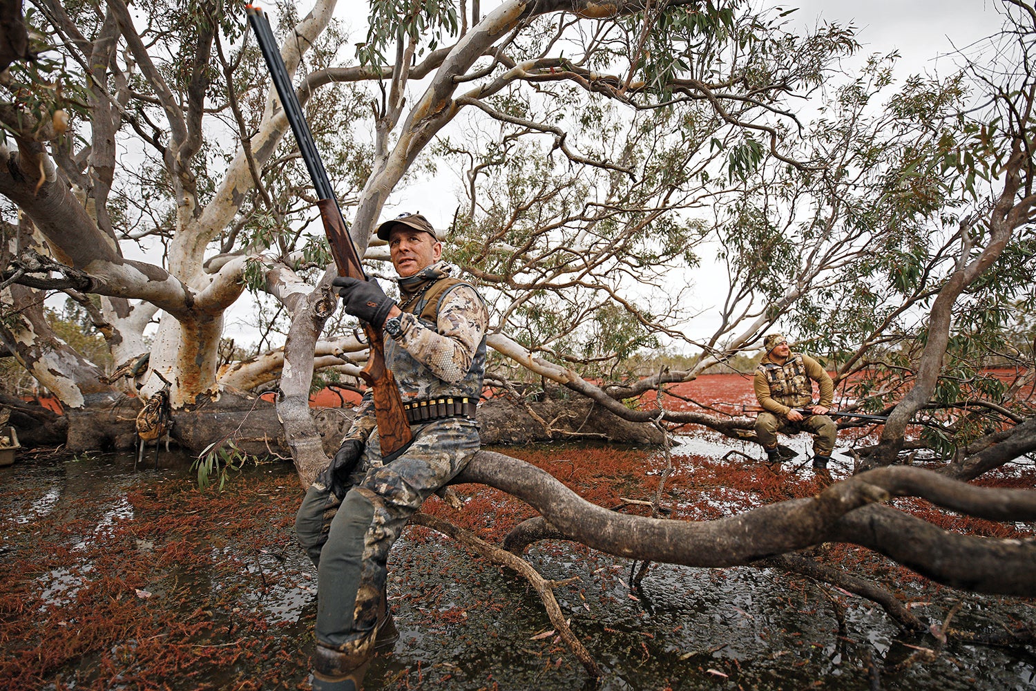 two duck hunters sit on branches of sprawling red-gum eucalyptus tree