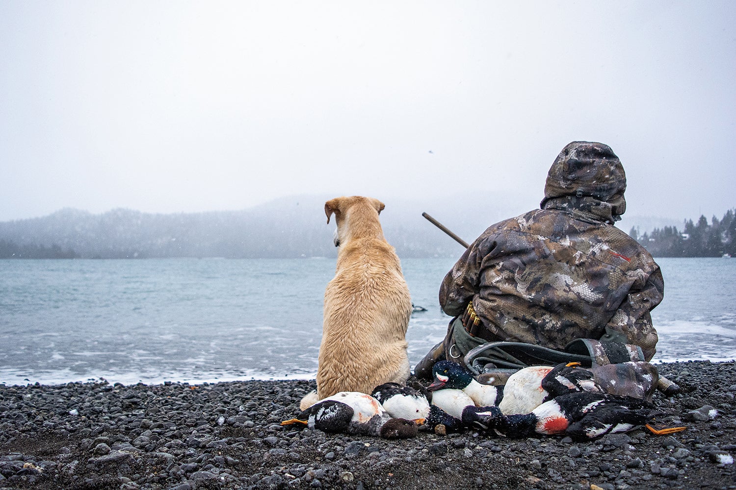 duck hunter and yellow lab sit on rocky lakeshore in light snowfall with ducks