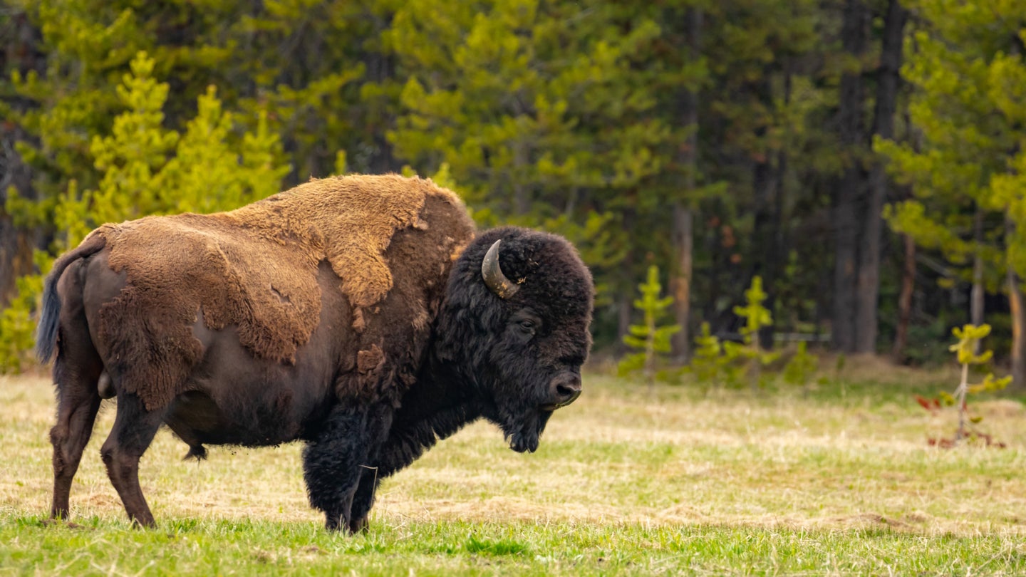 Woman Gored by Yellowstone Bison Suffers 2 Collapsed Lungs, 7 Spinal Fractures