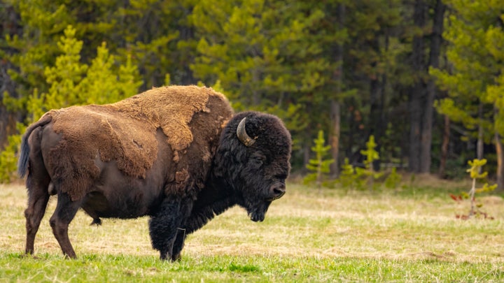 Woman Gored by Yellowstone Bison Suffers 2 Collapsed Lungs, 7 Spinal Fractures