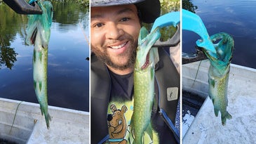 Fisherman Pulls Rare Blue-Mouth Pickerel from a Farm Pond