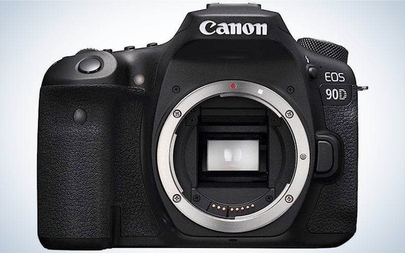 The Canon EOS 90D is one of the best cameras for wildlife phootgraphy.