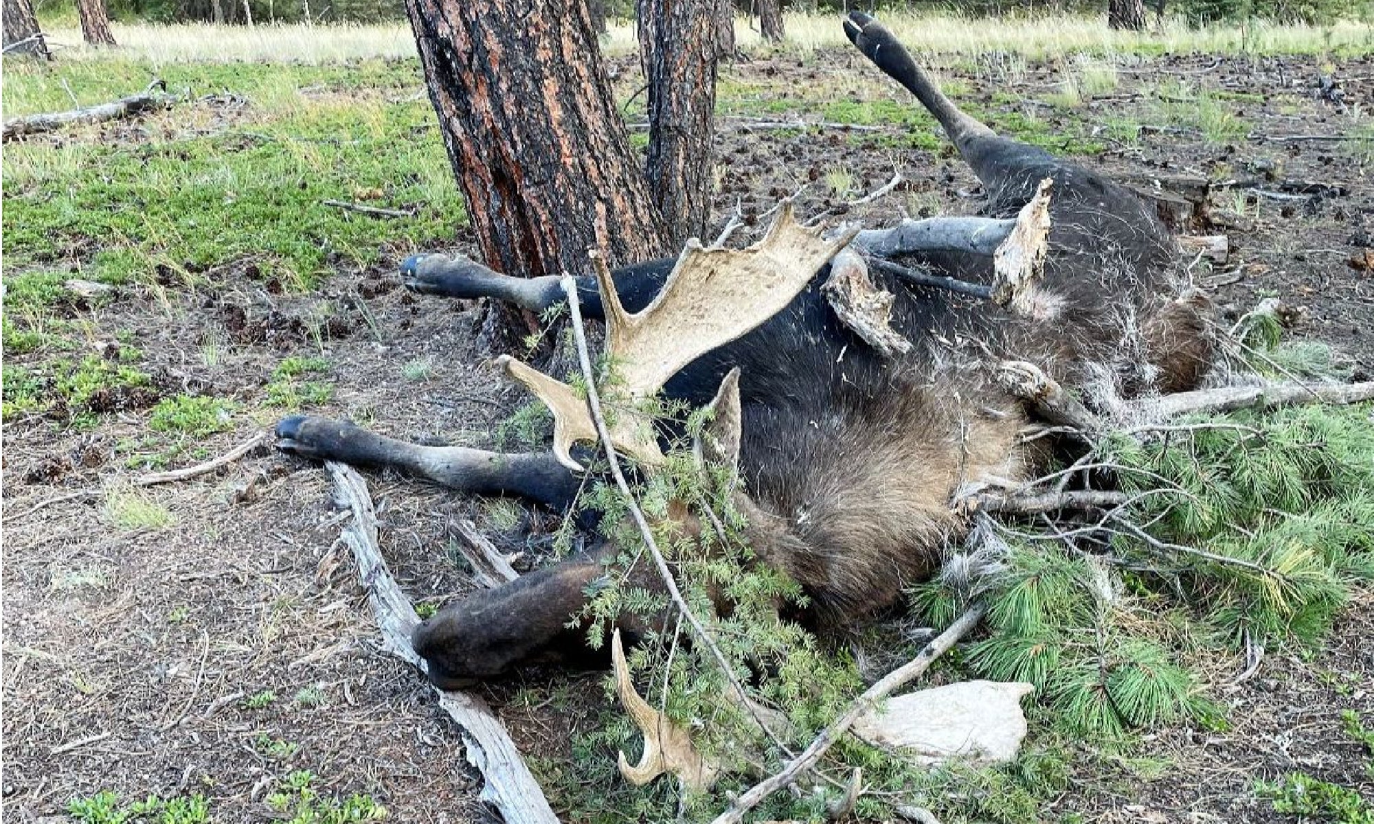 poached moose covered in tree branches