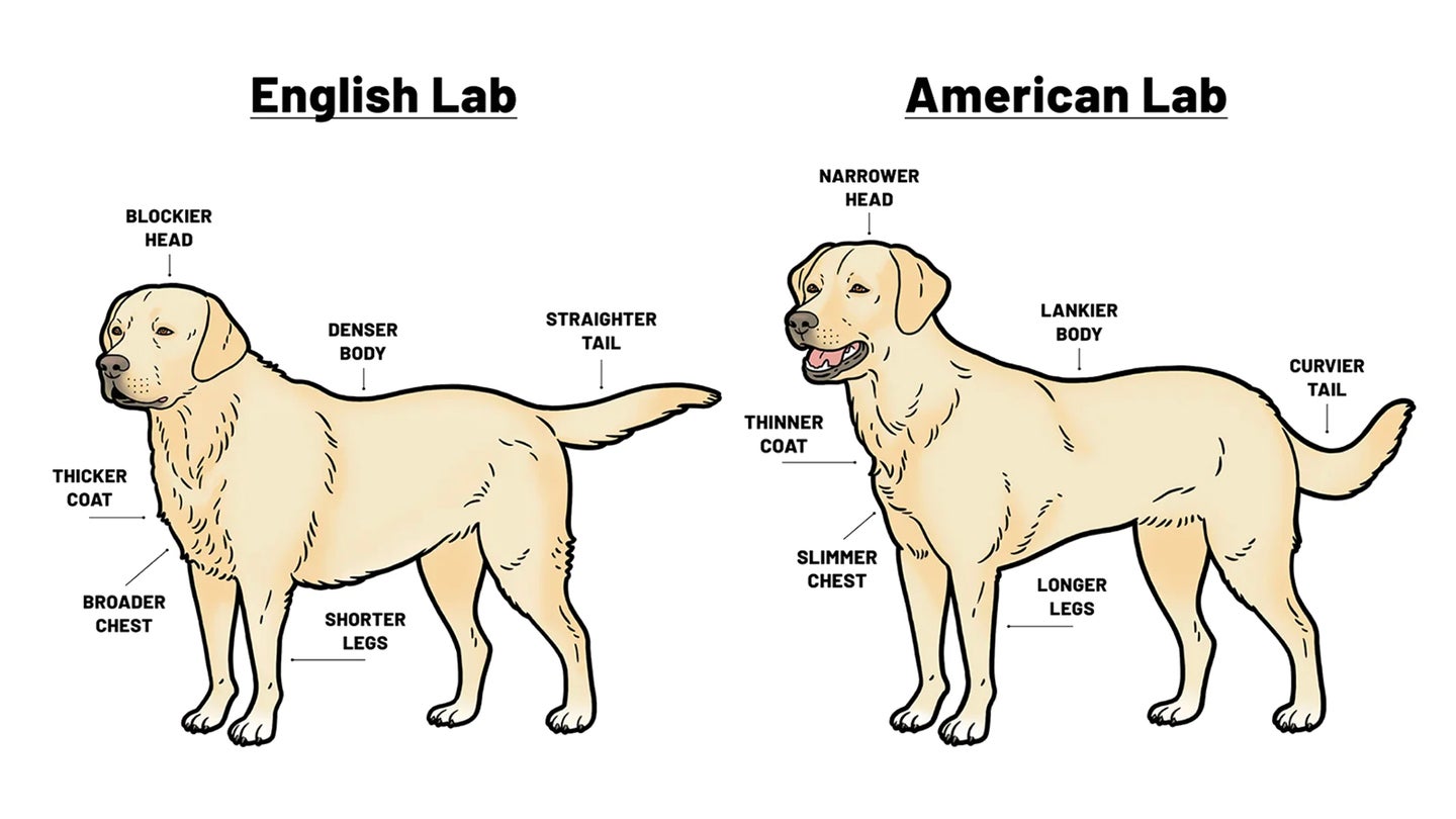 An illustration comparing the physical differences between British and English Labs vs American Labs.