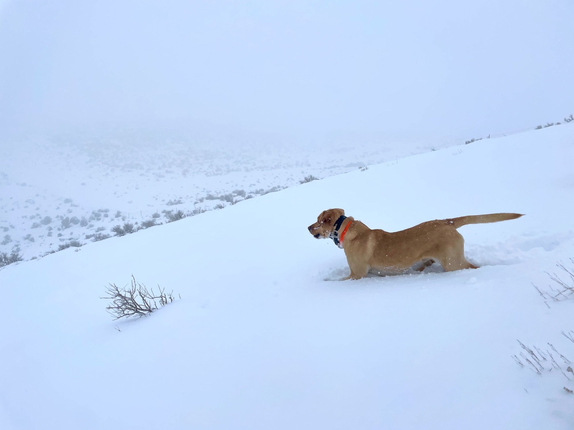 A British Lab hunts in deep snow.