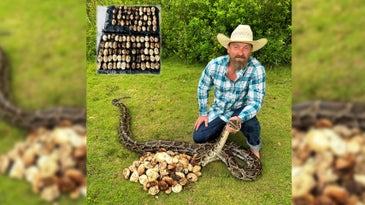 Florida Contractor Discovers Record-Breaking Nest of 111 Python Eggs