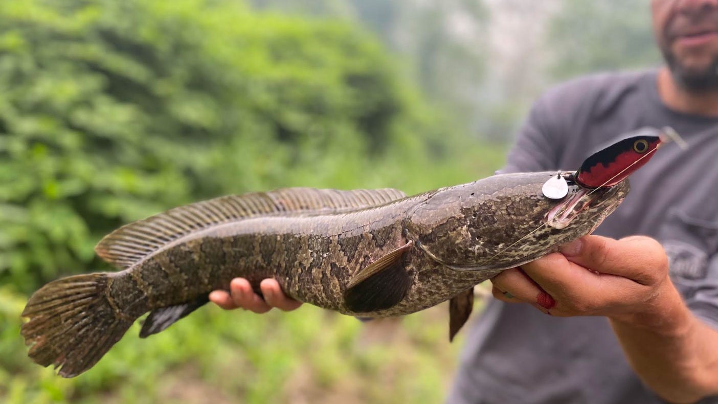 Can You Eat Snakehead?