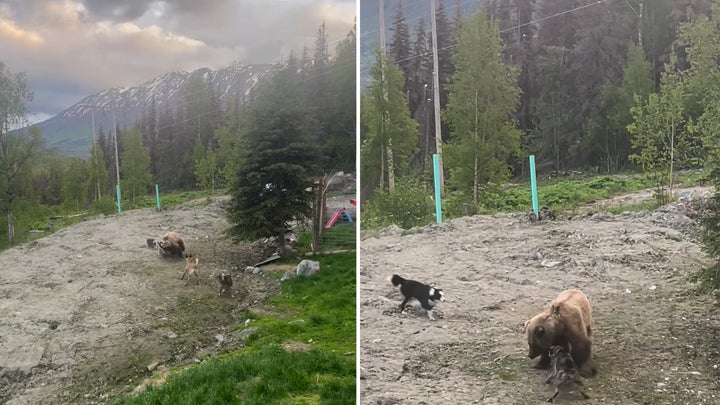 Watch: Alaskan Working Dogs Fight a Brown Bear…and Win