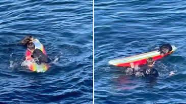 Watch: Aggressive Sea Otter Attacks and Steals Surfboards