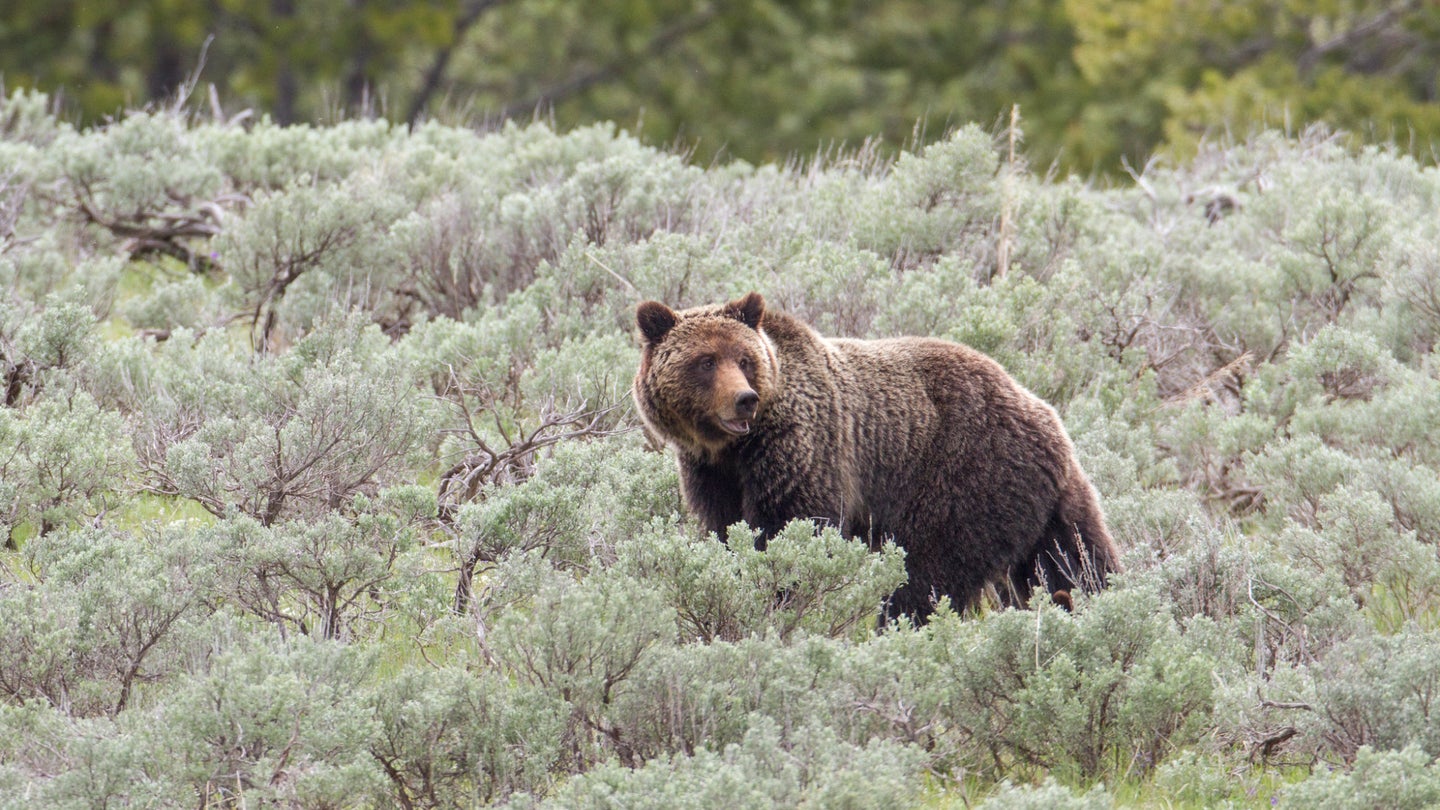 grizzly bear with cub in Yellowstone