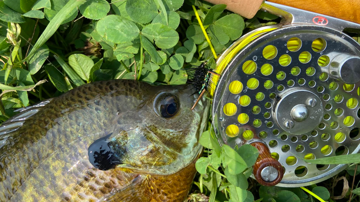 Fly Fishing for Bluegills: A Guide to the Easiest Bite of Summer
